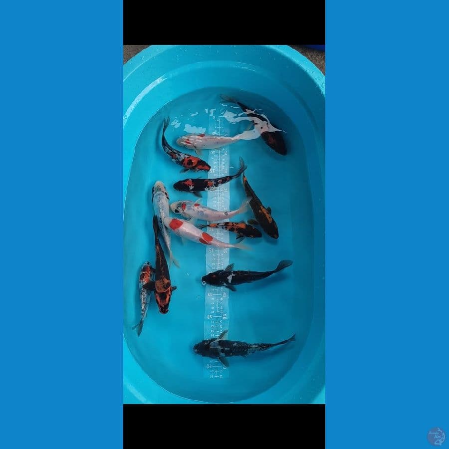 DOITSU SHOWA mix 13 ekor 16-23cm