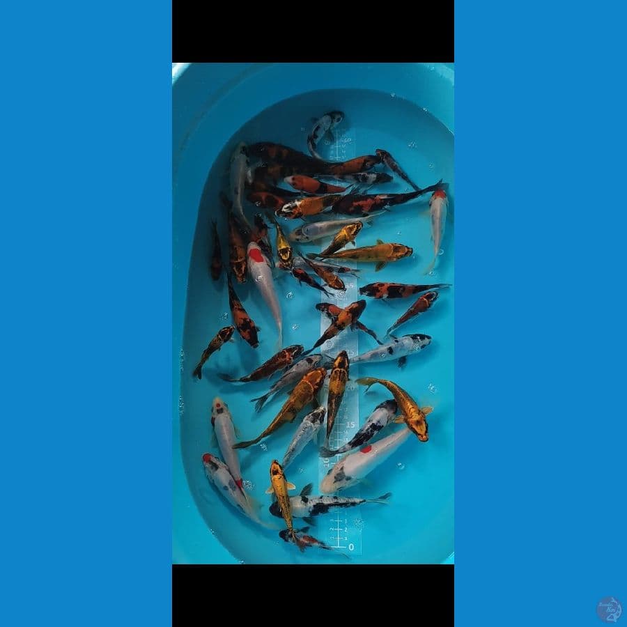DOIT Hikari Showa Shiro mix 30 ekor