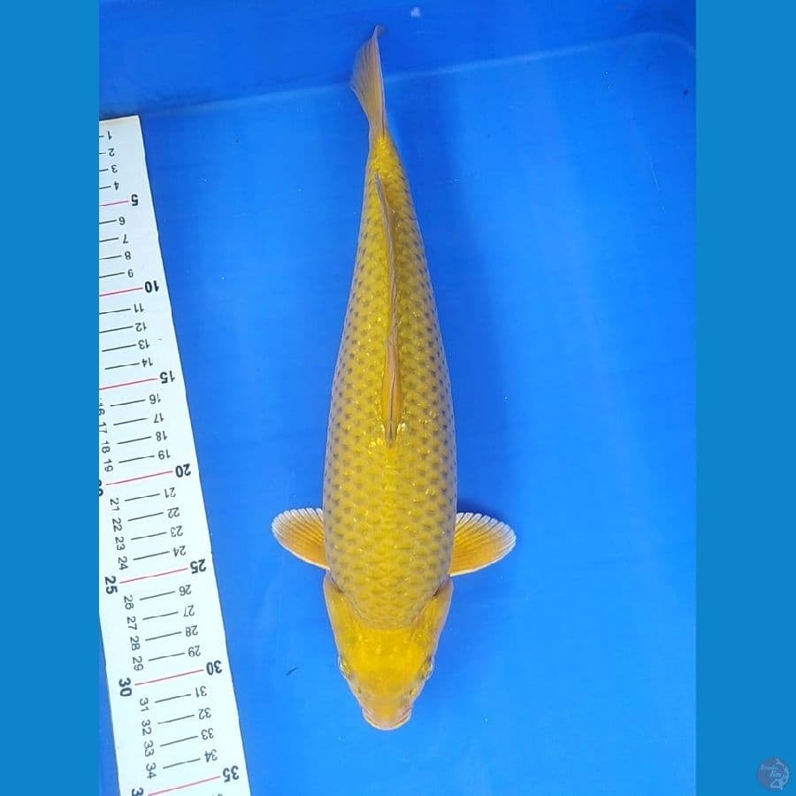 midori 34 cm punuk bulky