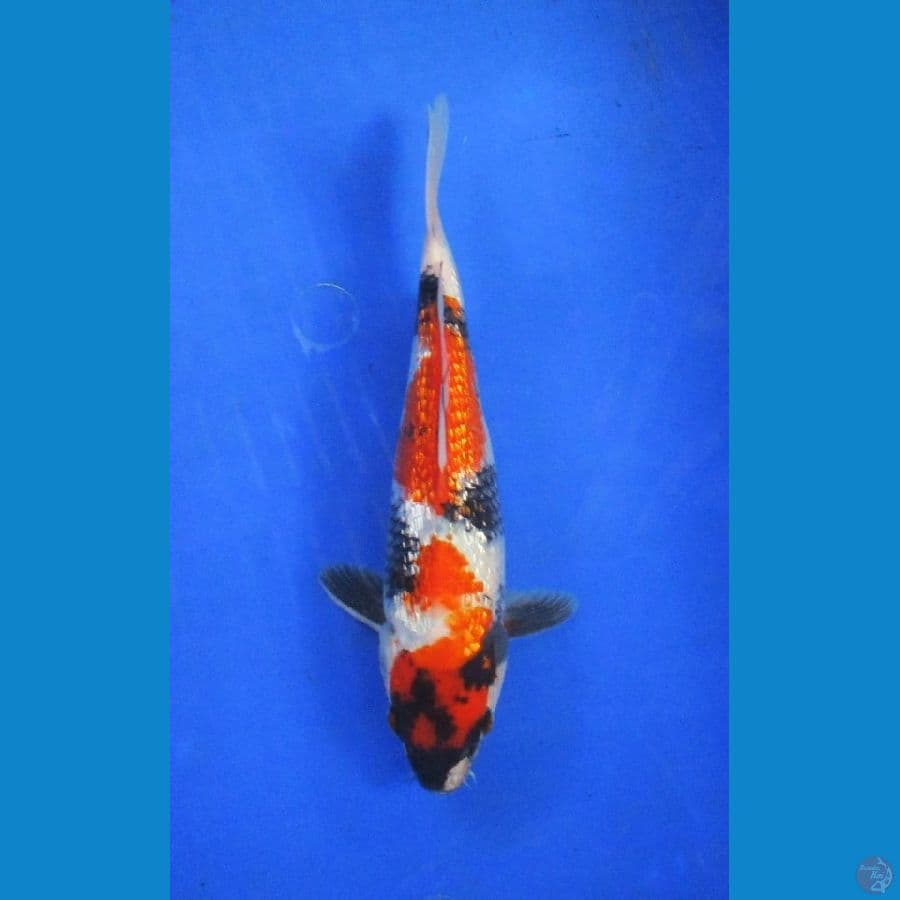 shiwa ginrin±27cm