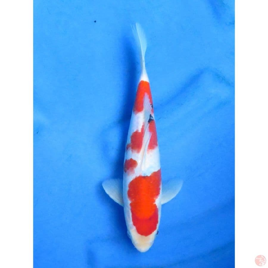 Sanke Tategoi Ori - 26cm