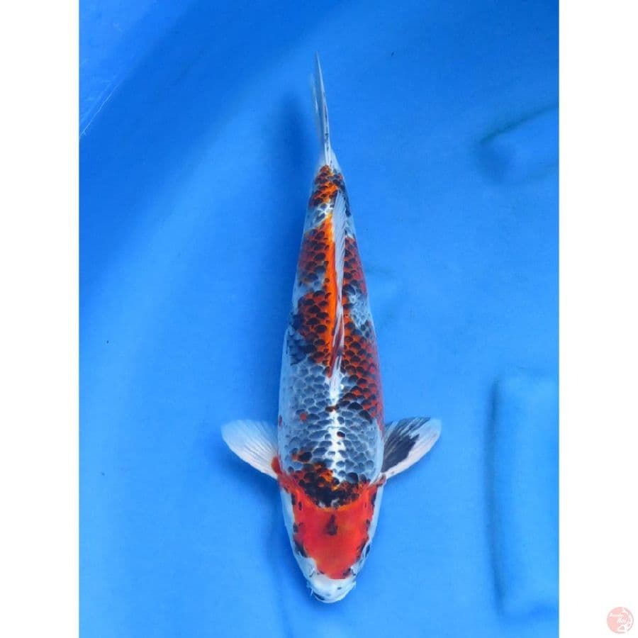 Kage Showa - 38cm