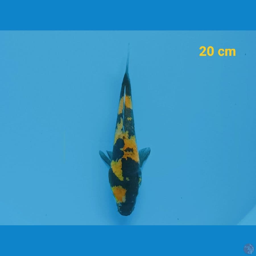 Ki utsuri 20 cm