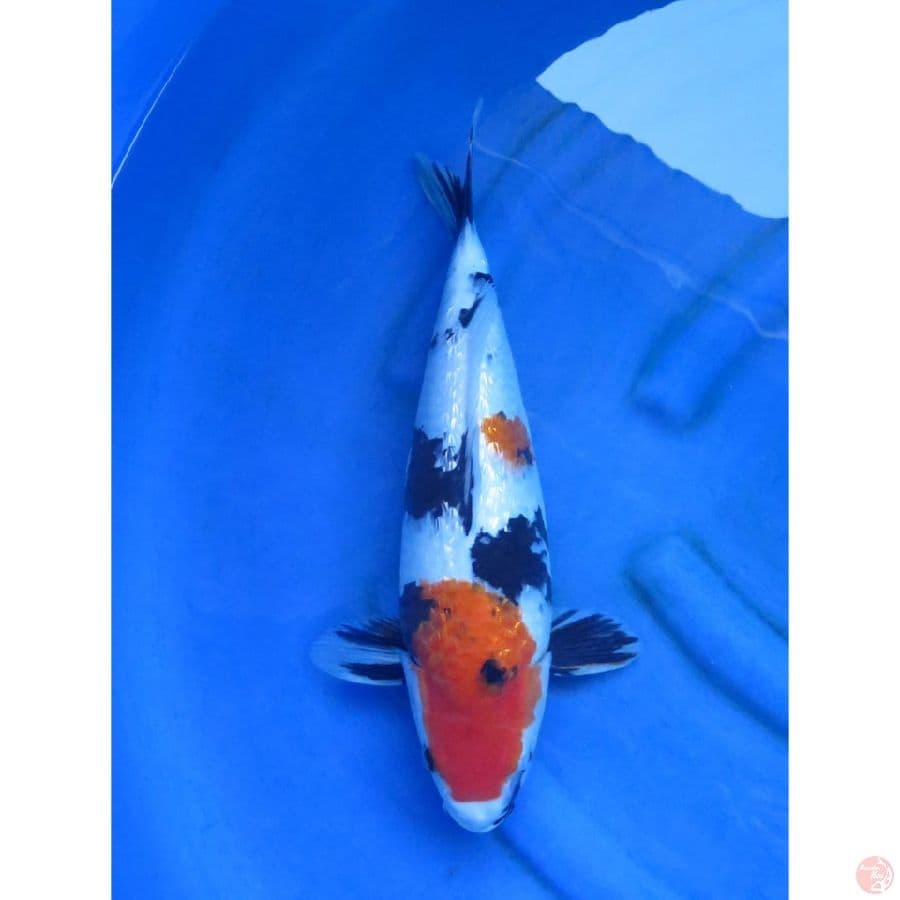 Showa Ginrin Bulky - 42cm