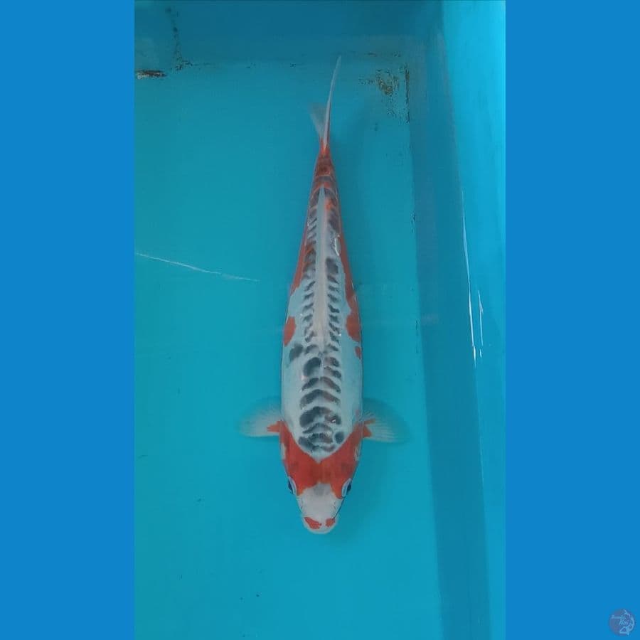 hana shusui 33 cm