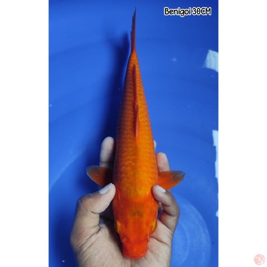 Benigoi Tembus 30CM