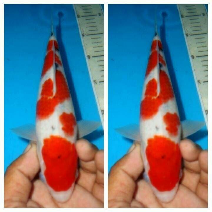Tategoi sanke f1 male
