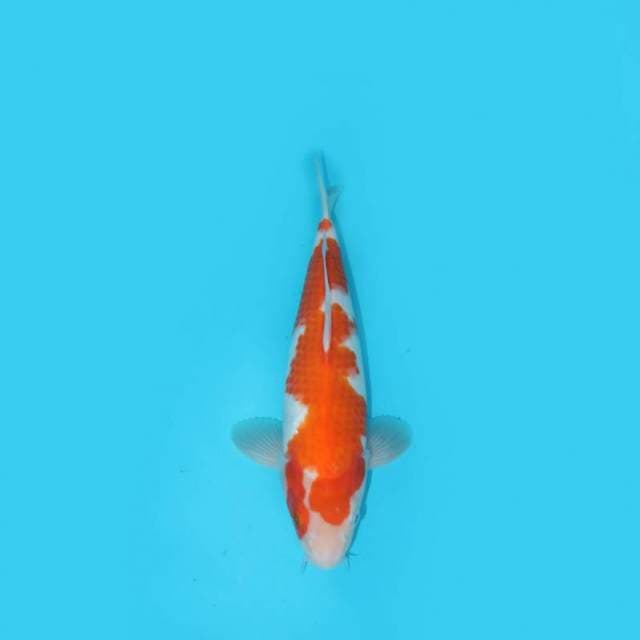 KOHAKU F1 30 CM