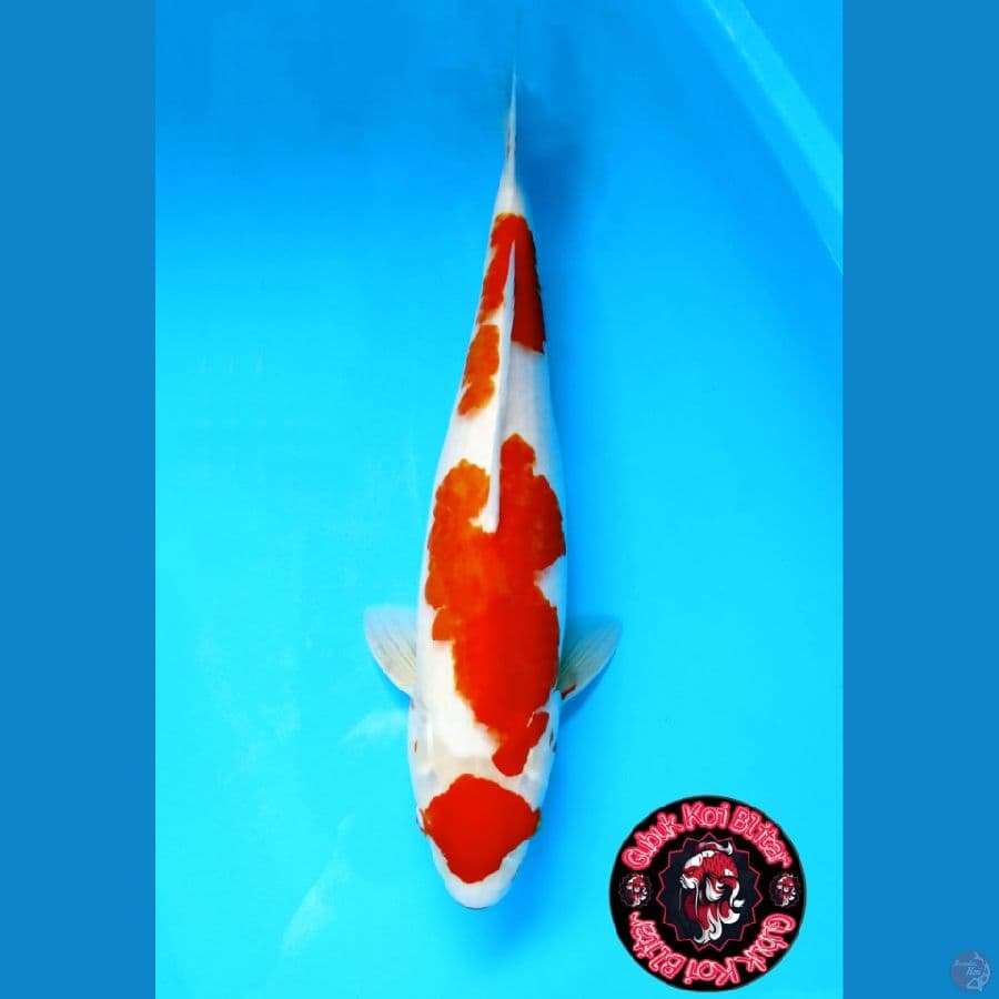 senshi 1 ~ Maruten Kohaku 3 Step 50 cm/f