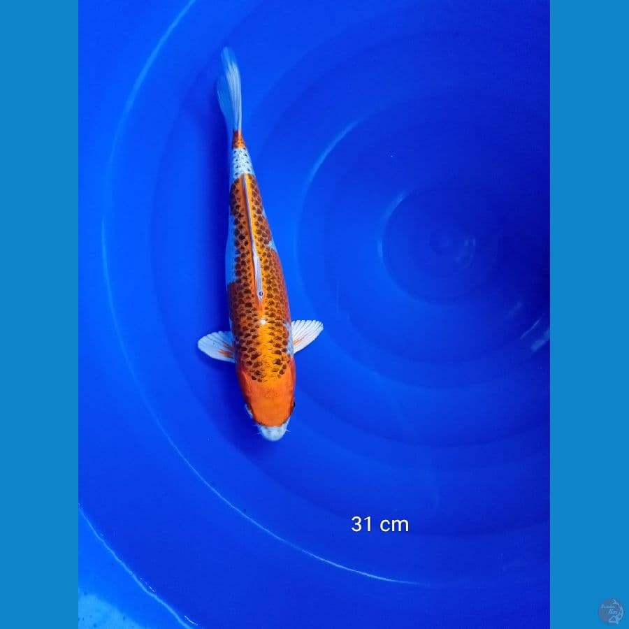 KUJAKU 31cm