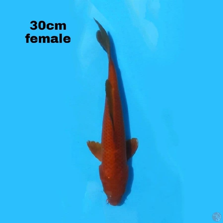 CHAGOI 30CM FEMALE