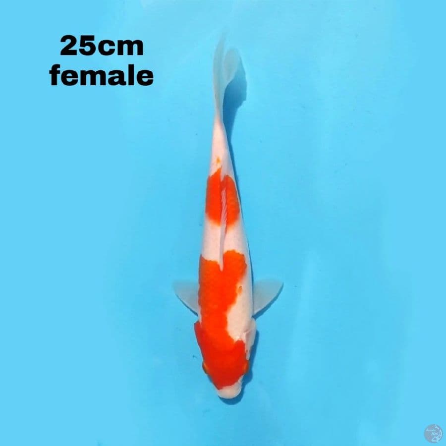 KOHAKU 25CM FEMALE