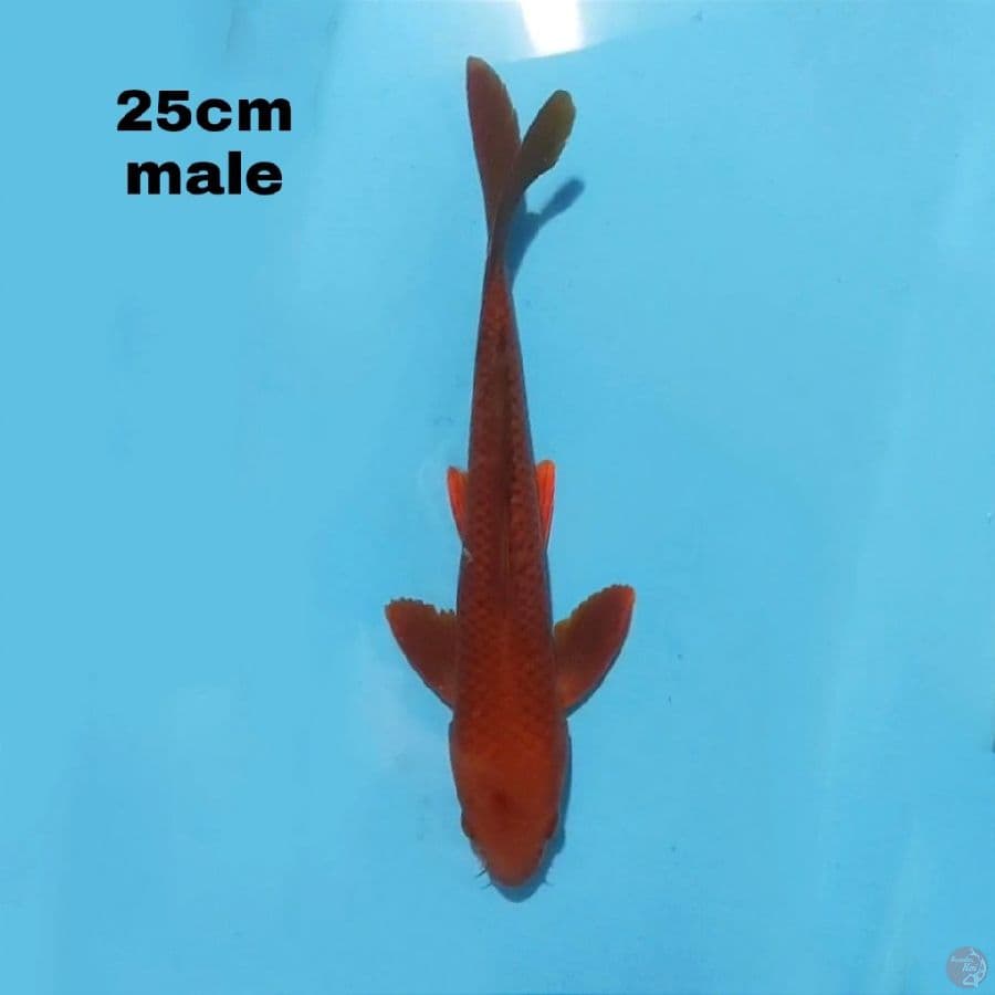 CHAGOI 25CM MALE