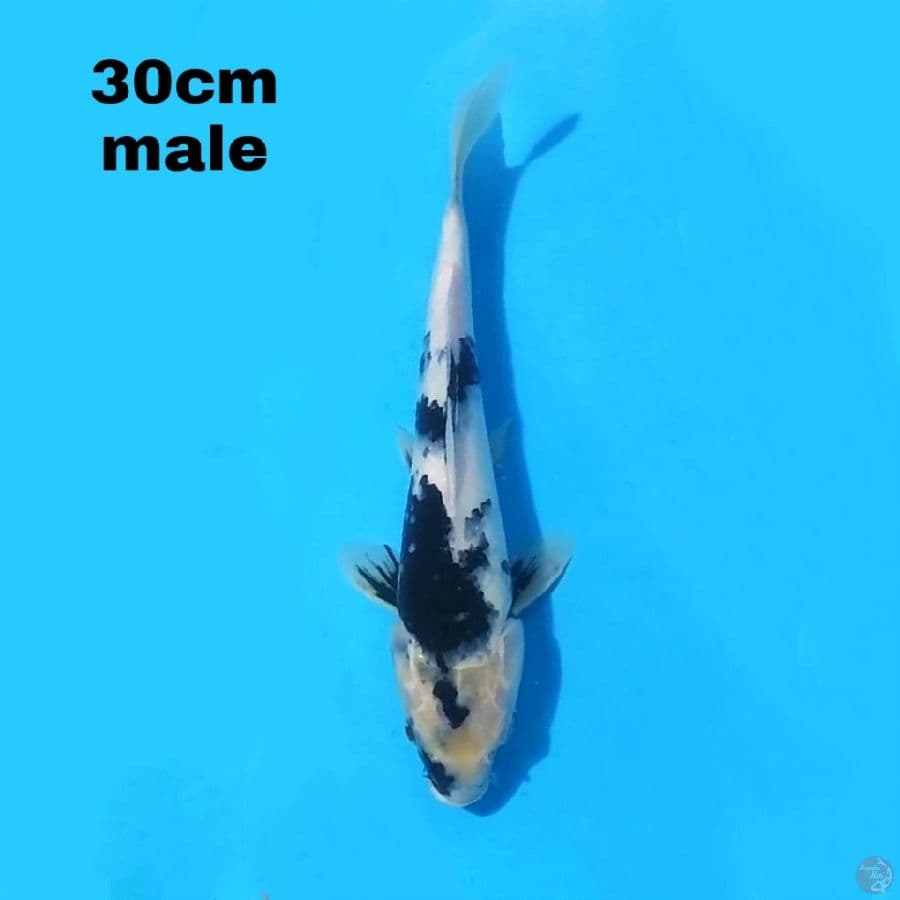 SHIRO 30 CM MALE