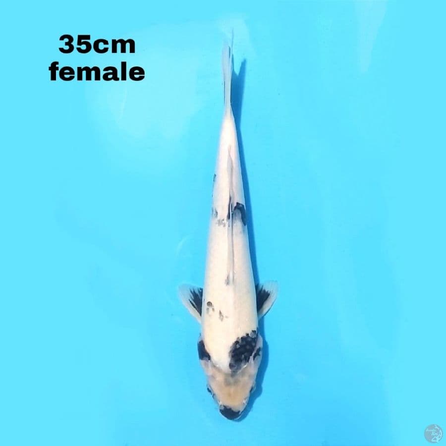 SHIRO 35CM FEMALE