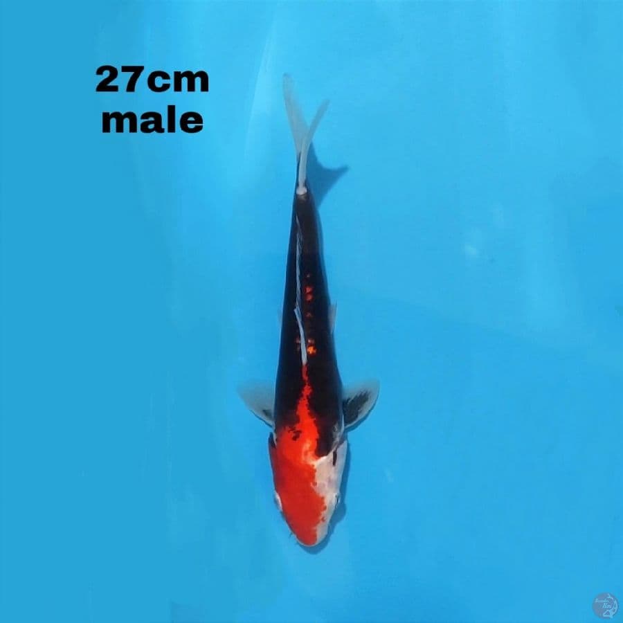 BENI KUMONRYU 27CM MALE
