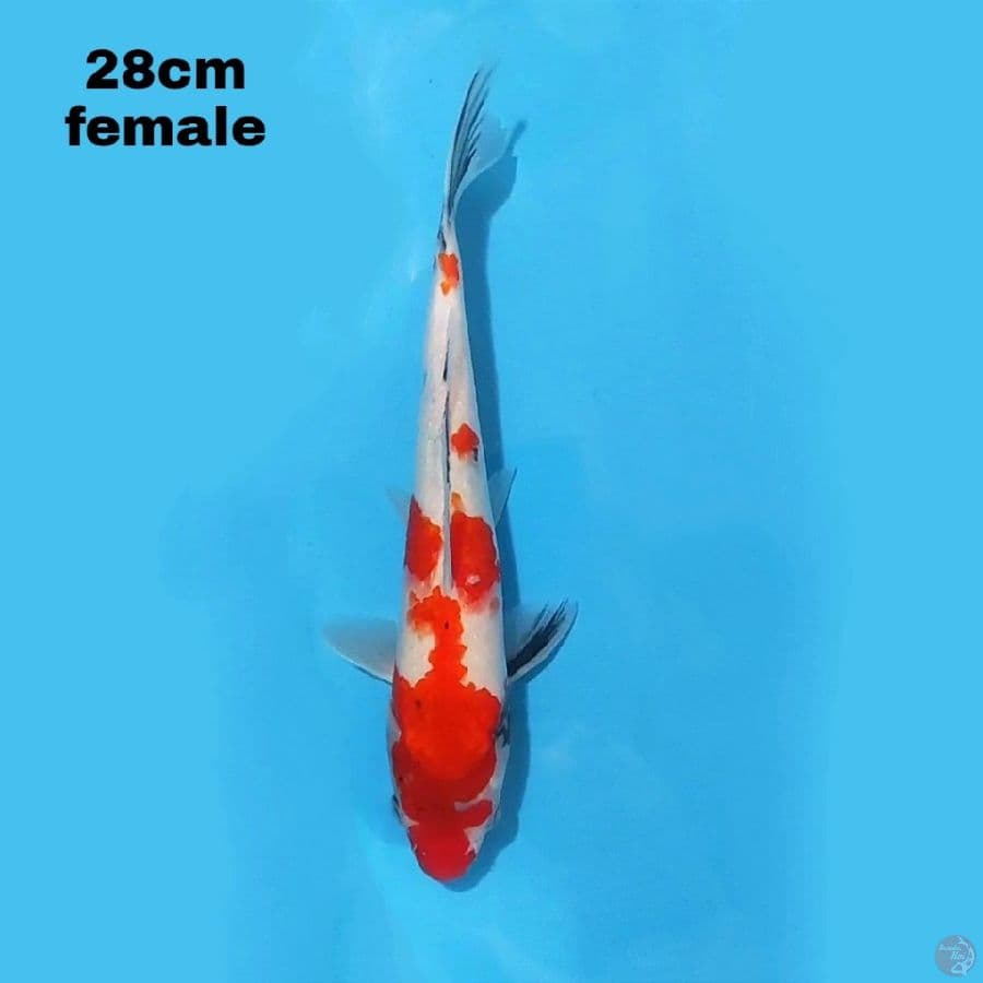 SHOWA TATEGOI 28CM FEMALE