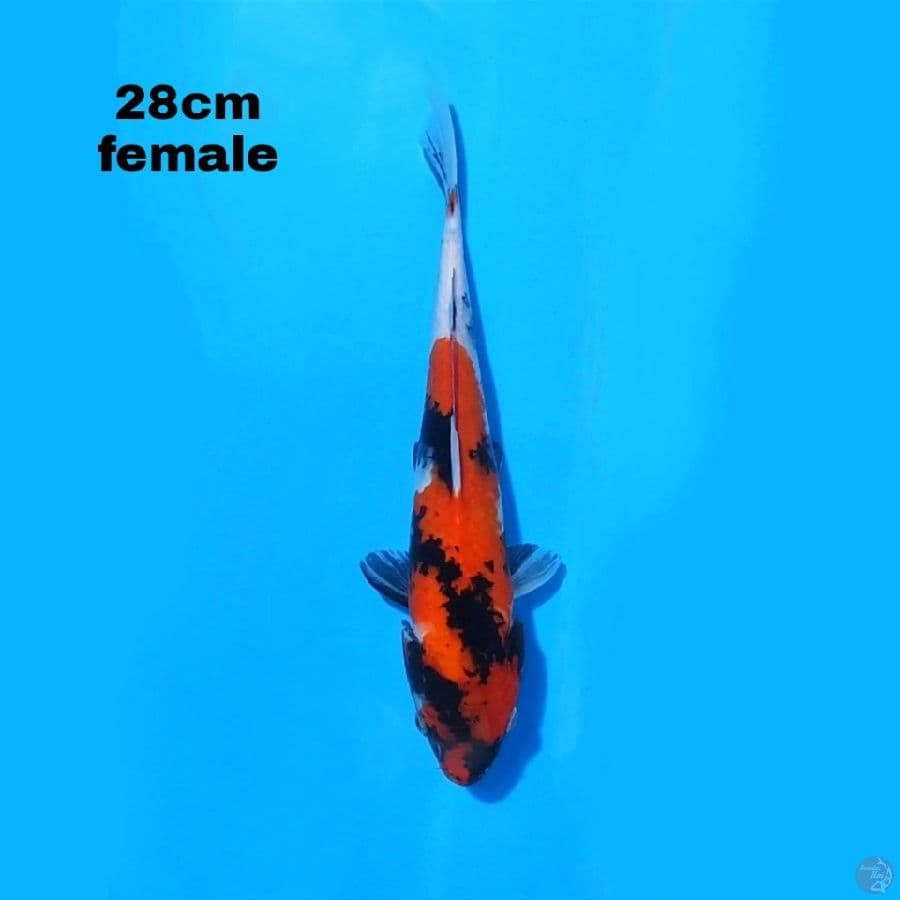 SHOWA SANSHOKU 28 CM FEMALE