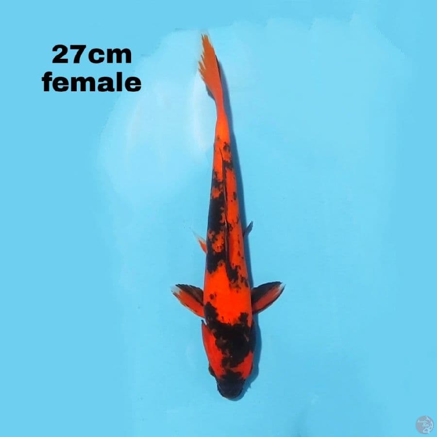 HI UTSURI 27CM FEMALE