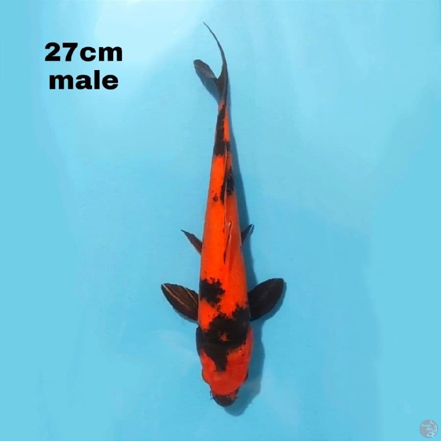 HI UTSURI 27CM MALE