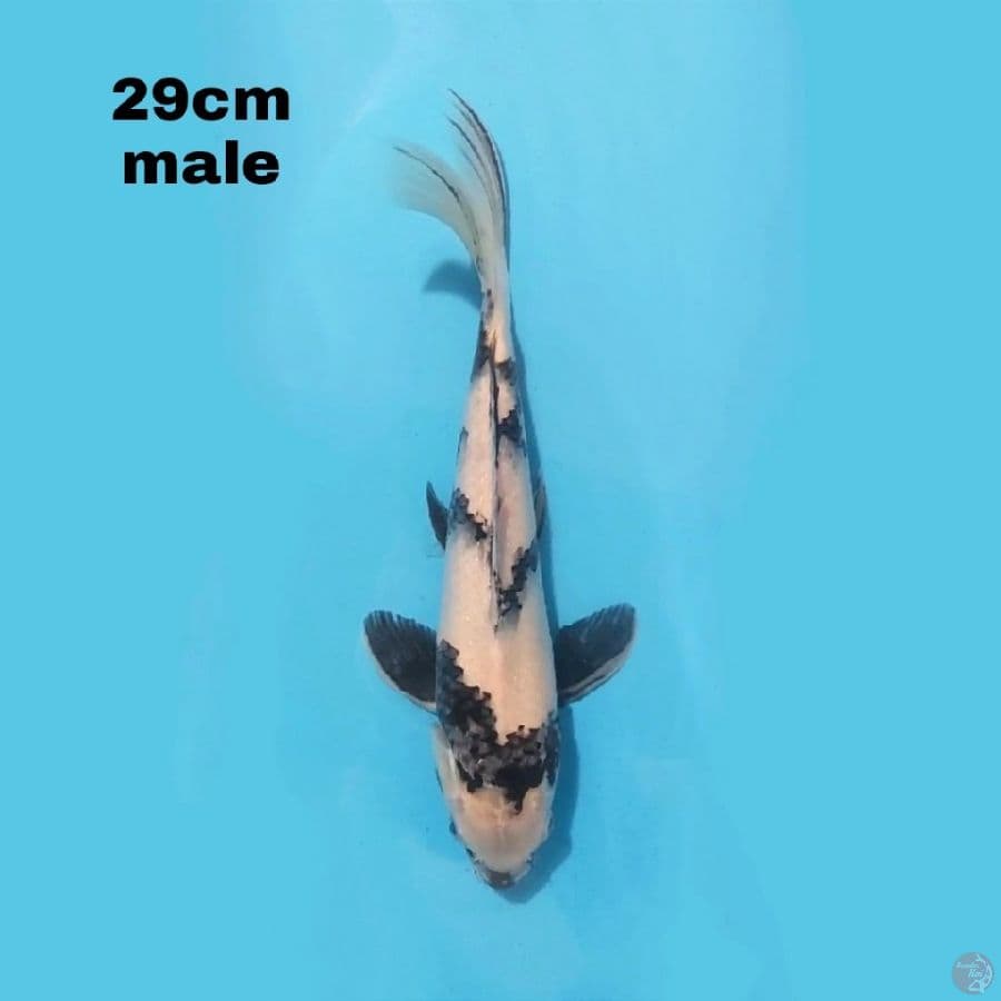 SHIRO UTSURI 29CM MALE