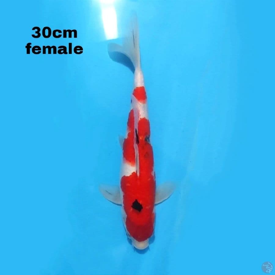 SHOWA 30CM FEMALE