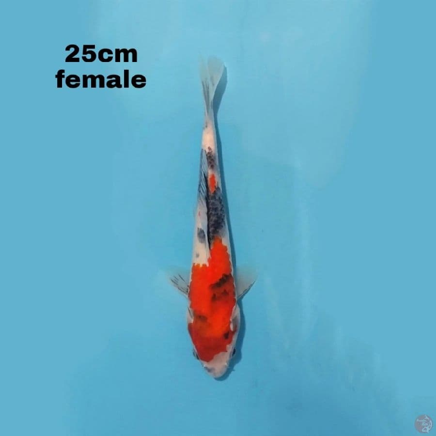 SHOWA 25CM FEMALE