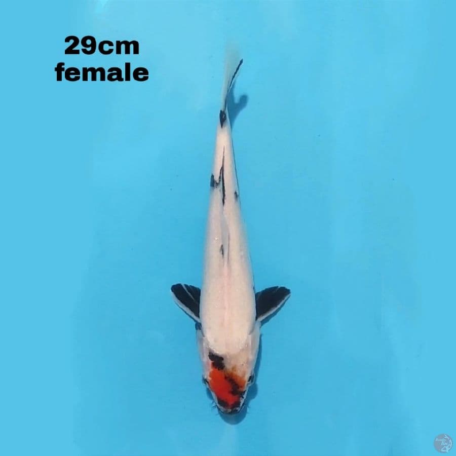 TANCHO SHOWA 29CM FEMALE