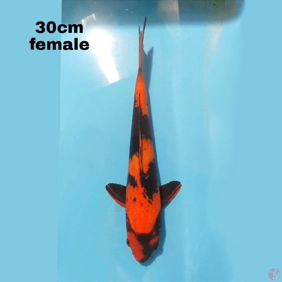 HI UTSURI 30CM FEMALE