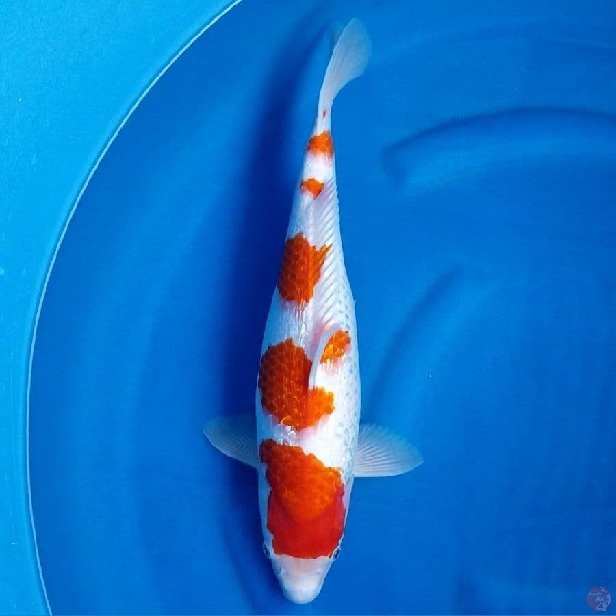 GINRIN KOHAKU 45 BU