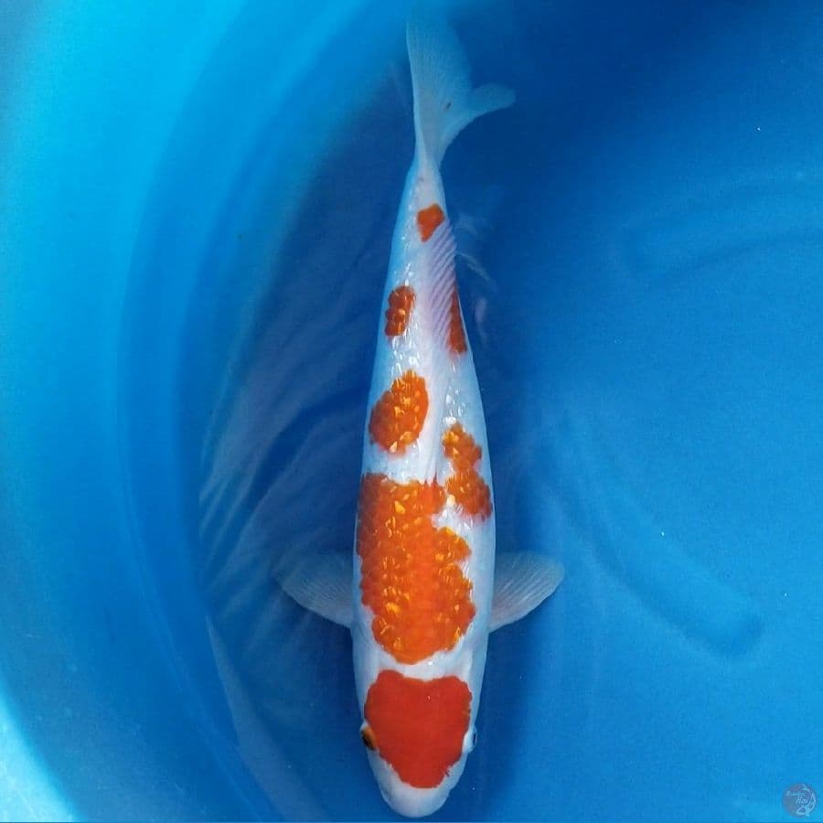 KOHAKU 45 CM