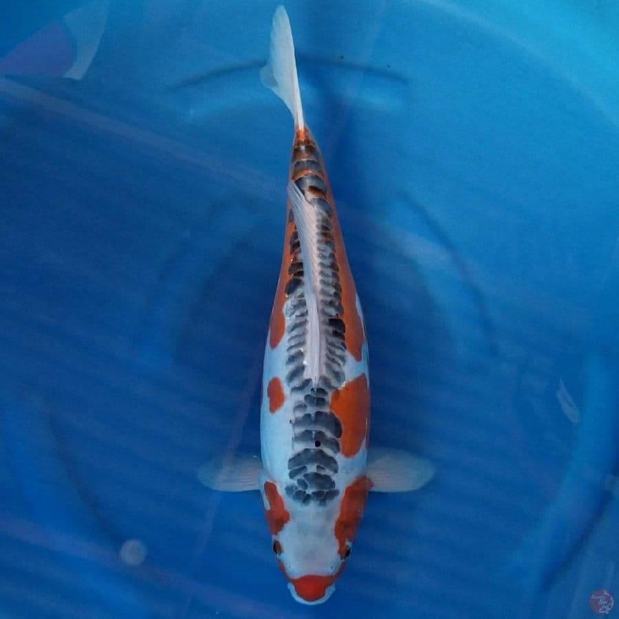 SHUSUI 44 CM