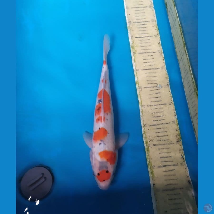GOSANKE 37CM