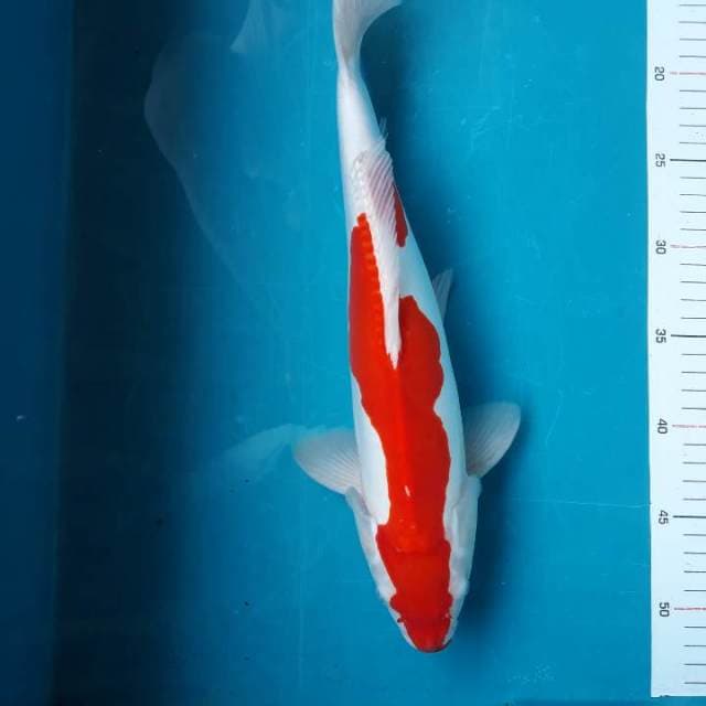 Kohaku doitsu