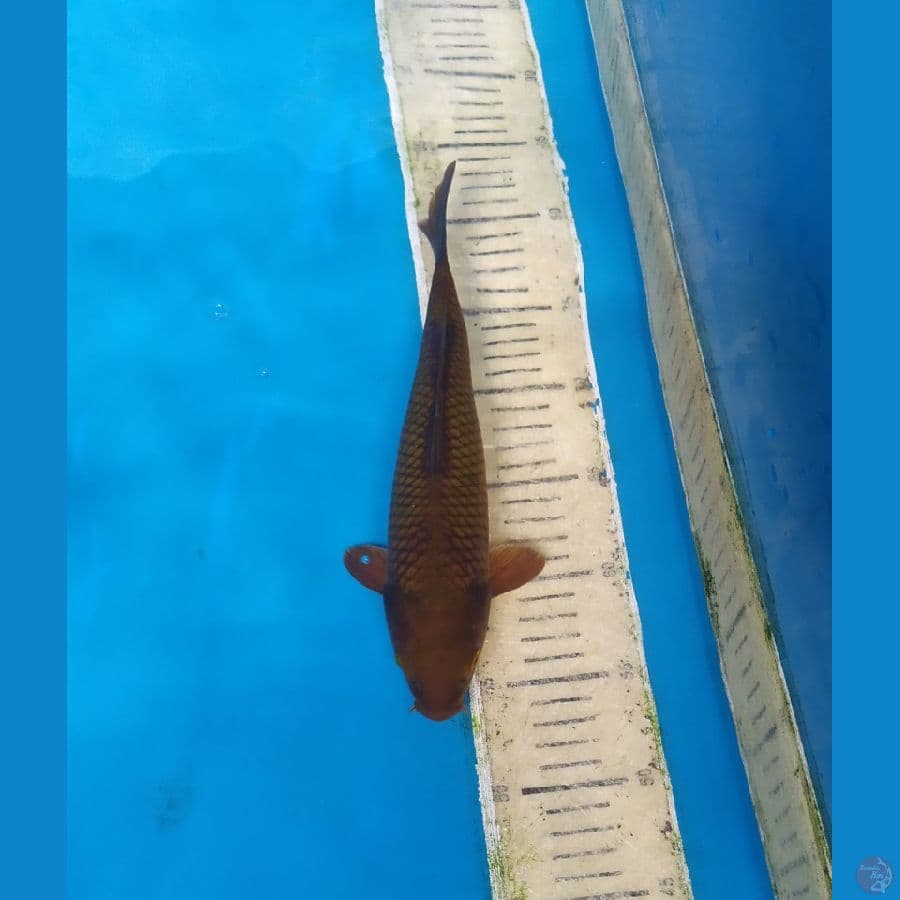 CAGOI 25CM