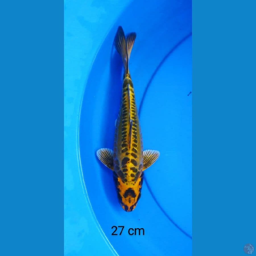 kikokuryu 4~27 cm