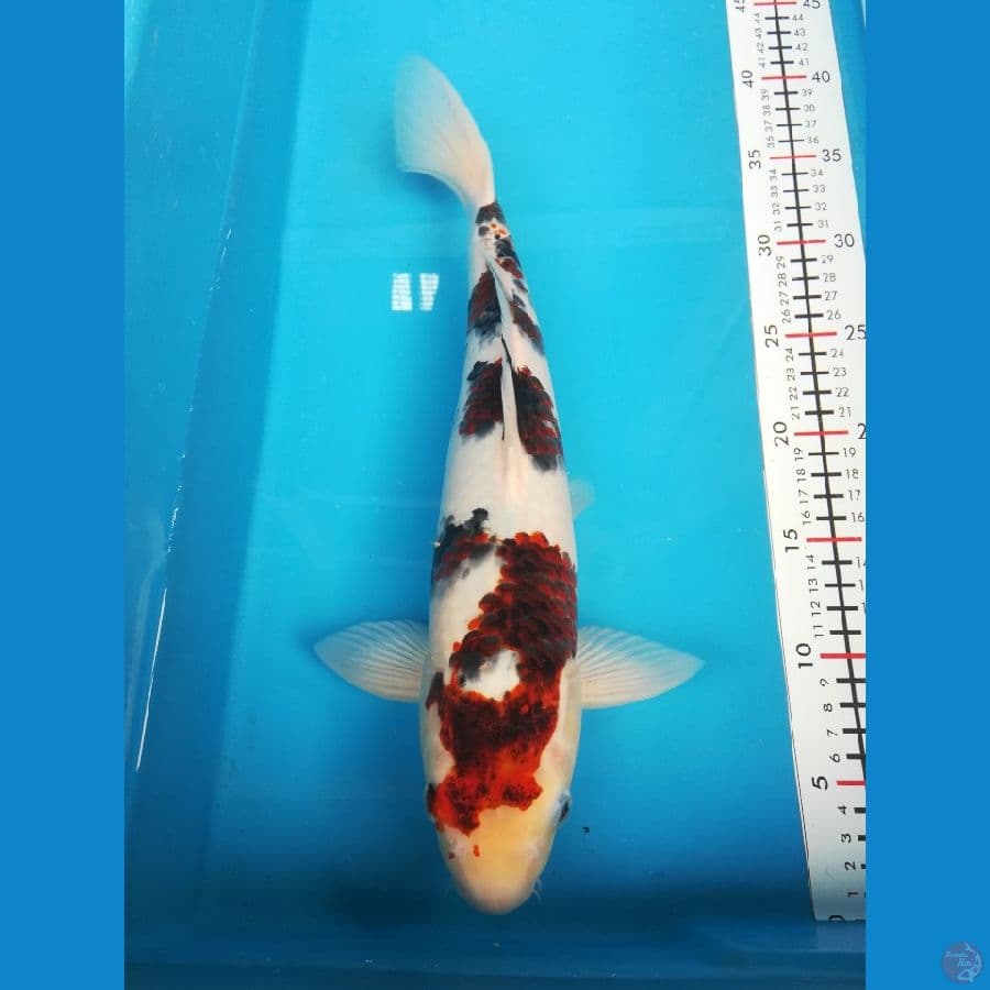 sanke supermale 36cm