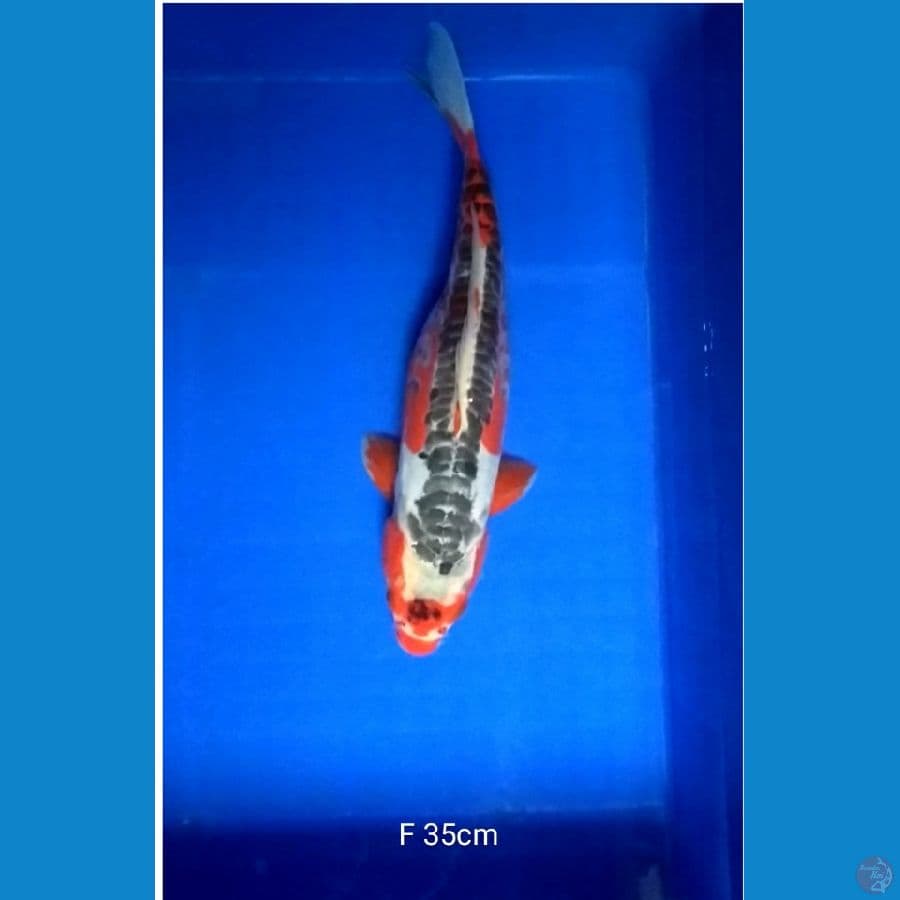 Shusui F 35cm.