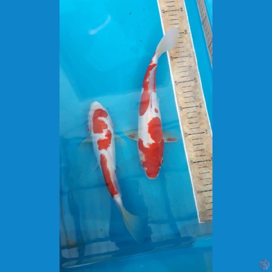 kohaku doitsu 2 ekor