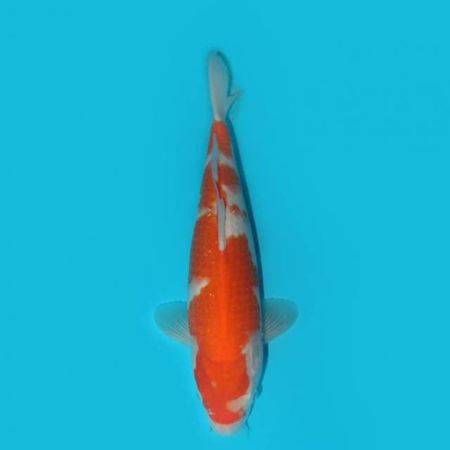 YG_KOHAKU F1_32 CM