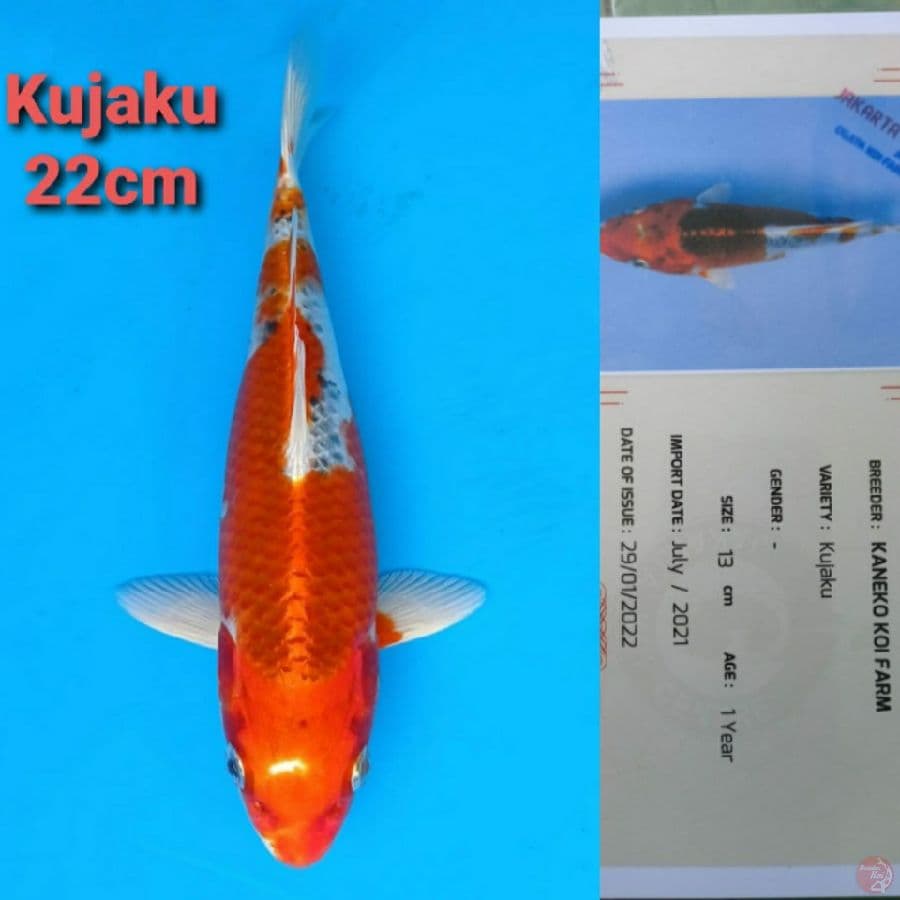 KANEKO KUJAKU 22CM