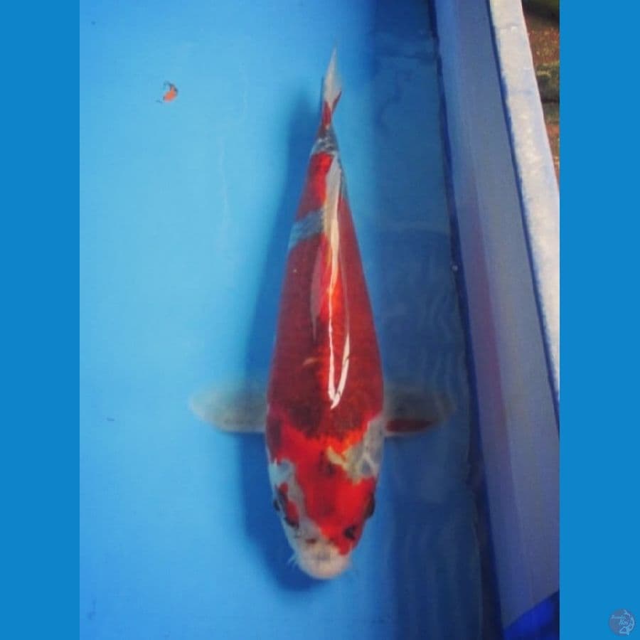 Red Kujaku Mantab 31 Cm