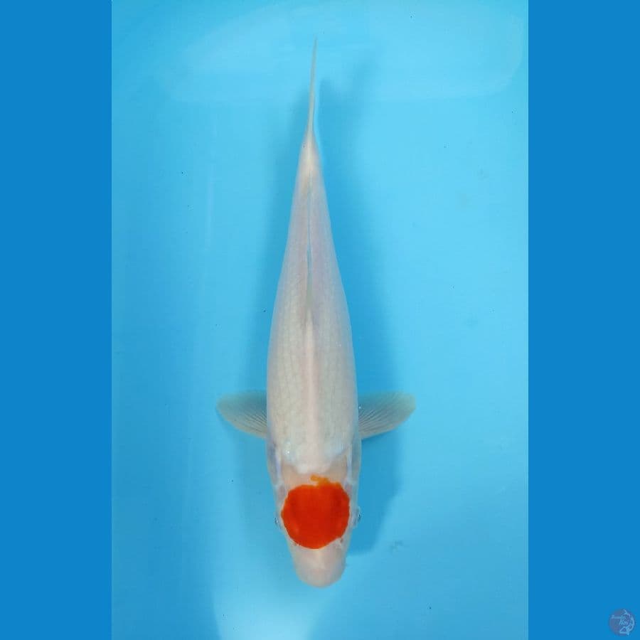 tancho ori 34cm