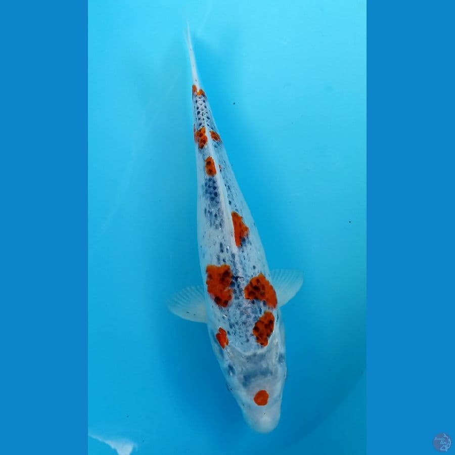 kujaku 34cm