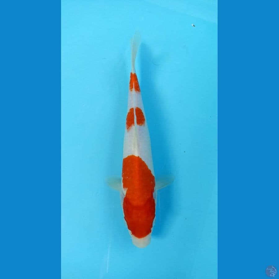 kohaku 23cm