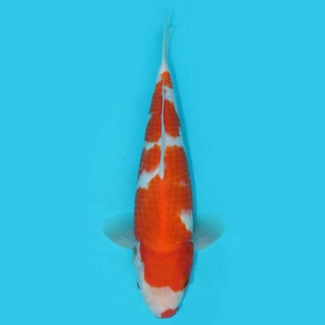 YG_KOHAKU F1 KUCIBENI_22 CM