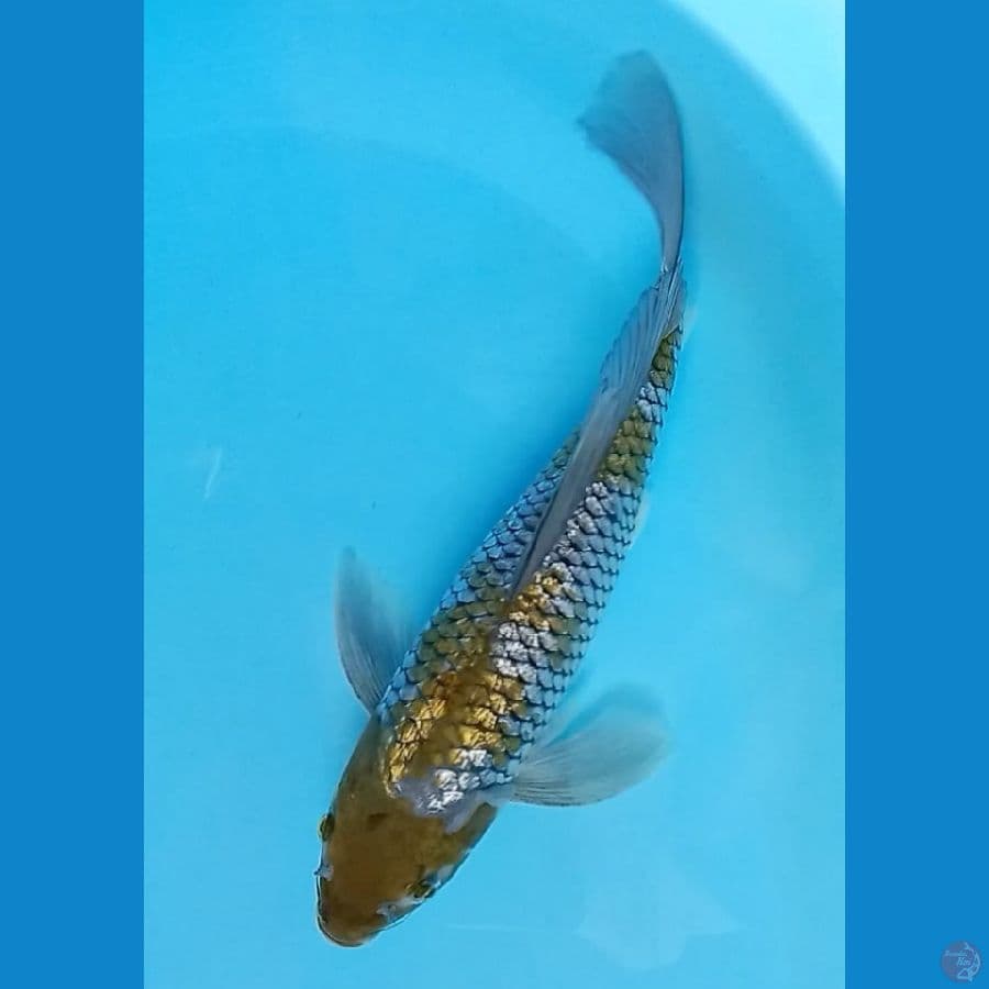 ochiba kumpay