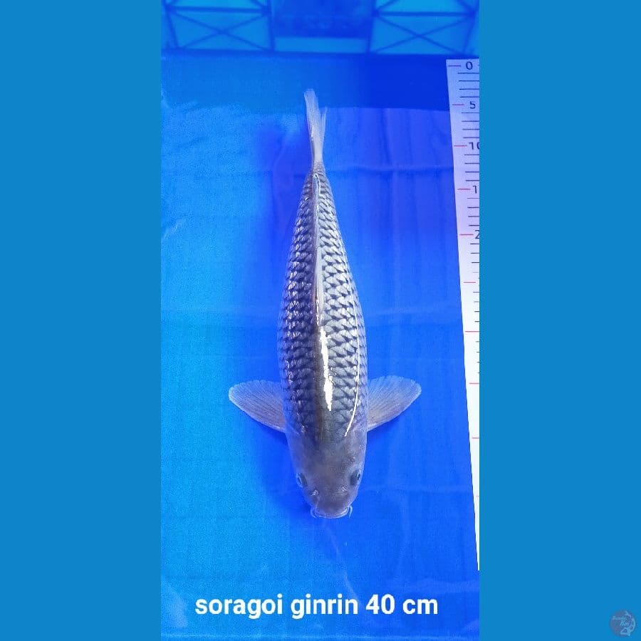 SORAGOI GINRIN