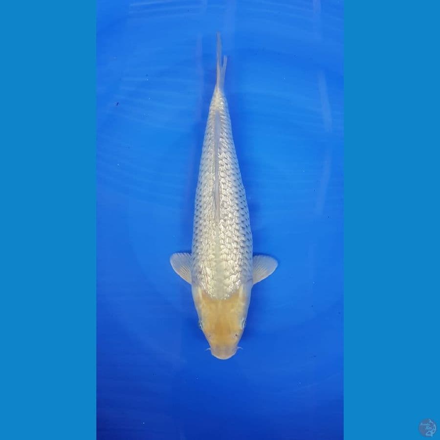 suragoi fuull ginrin 40cm male ready show