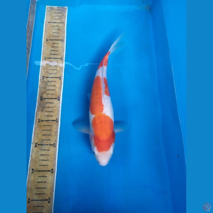 Kohaku doitsu 30cm
